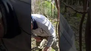 innesti su Kiwi