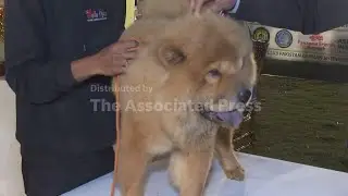Fluffy canines take center stage at competition in Karachi