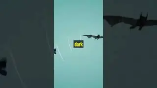 The Mexican Free-tailed Bat 🇲🇽🦇