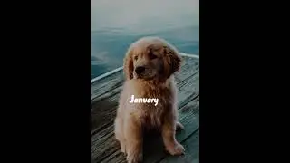 Your birthday month your animal (part 1)