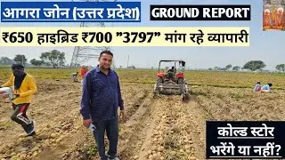 ₹650 से ₹700 खेतों पर मांग रहे व्यापारी 🥔 देखो बंपर पैदावार 🤔 किसान भी व्यापारी भी भविष्य पर विचार 💥
