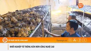 KHỞI NGHIỆP TỪ TRỒNG NẤM RƠM CÔNG NGHỆ CAO