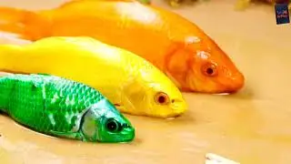 Stop Motion ASMR - Koi Fish Hunting Pink Catfish | Colorful Koi Fish 