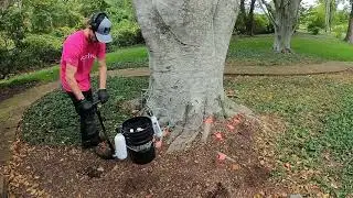 Finishing the Beech Leaf Disease Treatment | Arborjet F12 Pro Injection Process