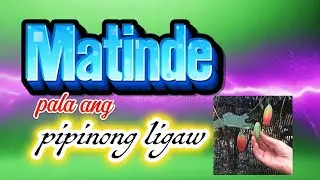 Kinain ko pipinong ligaw lason daw