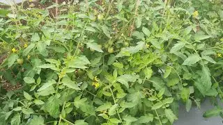 Tomato what's app status apex bio science chi kamal