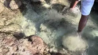 Exploring Sea Fish of the Andaman Islands | Exotic Marine Life Adventure