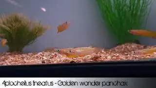 Aplocheilus lineatus - Golden wonder panchax