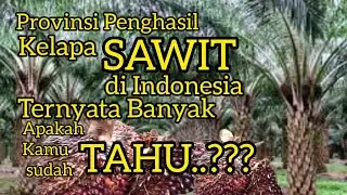 Daftar Provinsi Penghasil kelapa sawit di Indonesia || daerah kamu peringkat berapa?