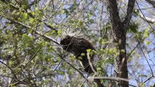 porcupette up a tree