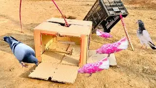 Easy Pigeon Trap 100% Work | How To Make Double Birds Trap | @MsBirdTraps 