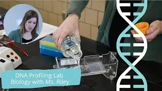 DNA Profiling Lab | Biology Lab with Ms. Riley