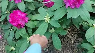 Прогулка по коллекции рододендронов, садовая эстетика