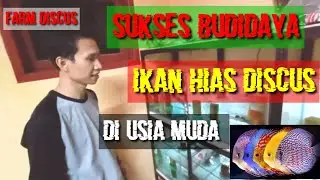 Sukses budidaya ikan hias discus di sukabumi .fall discus. part. 1