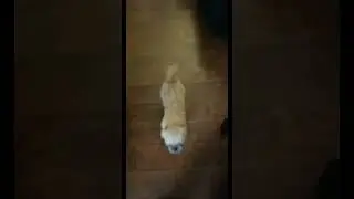 Adorable doggo having fun#cutedog #dogfun #playfulpup #happydog