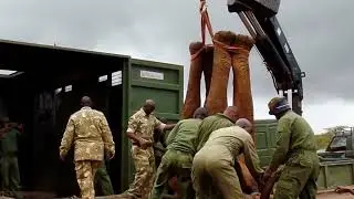 ELEPHANT TRANSLOCATION  MERU NATIONAL PARK, Kenya #wildlife #environmentalsustainability #africa