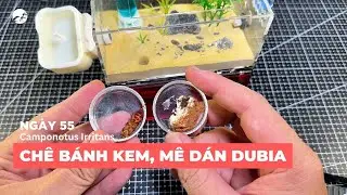 Vlog Kiến | Ngày 55: Camponotus Irritans 