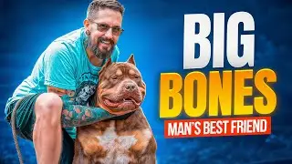 THE BEST XL BULLY #americanbully #xlbullypuppy #xlbullykennel