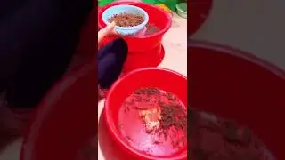Why Do Chinese People Keep Scorpions?The Shocking Truth About Scorpion Venom #trendingshorts#shorts