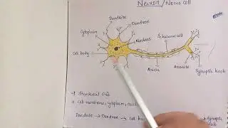 Structure of Neuron /class10/Biology/malayalam