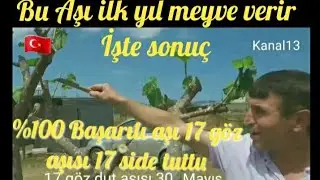 DUT Ağacı Basit ve Kolay aşı yöntemi Detaylı Anlatım Ağaç gençleştirme 3 Ayda meyve verir 30 5 2020.