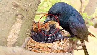 Black drongo birds are feeding their young with collected insects @AnimalsandBirds107