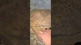 Is pterodactyl dinosaur egg? 😆