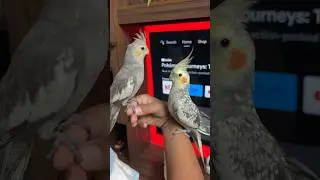 Unboxing of New Cockatiel Birds Hand Tamed Parrot #parrot