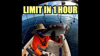 LIMIT IN AN HOUR! Mangrove Snapper Madness | FishWithVince | ASMR