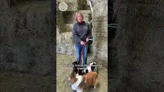 What Happens When a Horse Becomes Your Teacher