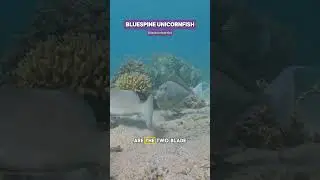 Hunting for real life Unicorns ! The weird Unicornfish #shorts #ocean #fish #aquarium #underwater