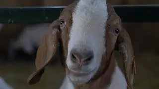 Udder Health and Milk Quality | All About Goats! Spring Series