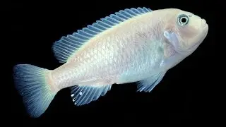 David's fish Tanks