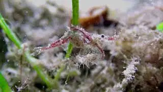 Welcome to Abu Dhabi - Meet the Tiny Ghost Shrimp Glass Shrimp #macrovideo