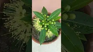 #first love #golden penda #flower #plant #nature #garden #short #shorts #youtubefeedshortsvideo