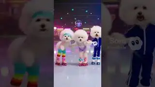 Same Crew. Same Rink. Every Saturday. 🛼✨ #bichonfrise #dogsofyoutube #unleasheddogwisdom #viraldogs