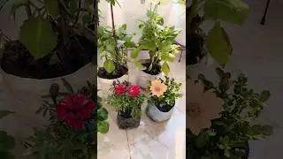 Healthy Plant Grow Karne Ka Secret 🌿| Gardening Hindi Tips#NayaPaudha#GardeningTips#PlantCare#Garden