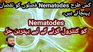 how nematodes damaging crop | how to control nematodes | #nematodes #agriculture 