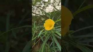 कनेर का फूल | Nerium Oleander || Home Gardening #flowers #shorts #kaner #songs #gardentalesbyabhi