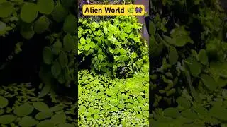 An Alien World of Plants 🌿👾🌿🐠 #plants #fishtank #aquarium