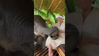 &ldquo;Spa Day Gone Wrong&rdquo; #elephant #spa #animal #funnyfail #viral