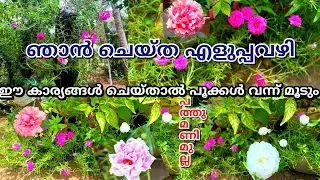പത്തുമണി ചെടി വേഗത്തിൽ വളരാനും നിറയെ പൂക്കാനും ഇതുപോലെ നട്ടുകൊടുക്കാം | Pathumani flowering tips