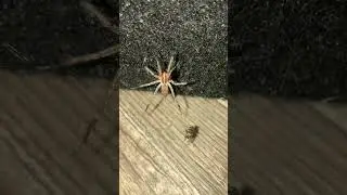 Spider, awareness and safety