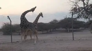 &ldquo;Two Male Gemsbok Clash in a Brutal Desert Battle!&rdquo;#gemboksoryxfighting #animalslovers #animalworld 