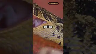 Did You Know? Snake Jaw Secrets!