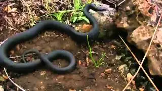 Documentary Showreel, Reptiles and Herping