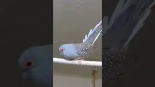 Diamond dove dancing