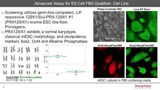 Embryonic Stem (ES) Cell FBS Qualified