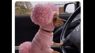 Hello! January 2021(best memes collections)