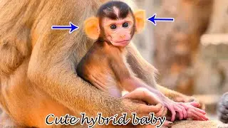 Love with all my heart! This hybrid baby is so cute